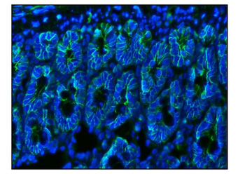 CD147/Bsg Rabbit Polyclonal Antibody