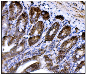 CD147/Bsg Rabbit Polyclonal Antibody