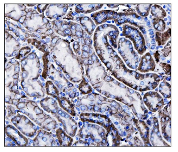 CD147/Bsg Rabbit Polyclonal Antibody