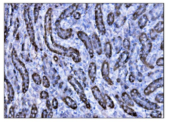CD147/Bsg Rabbit Polyclonal Antibody