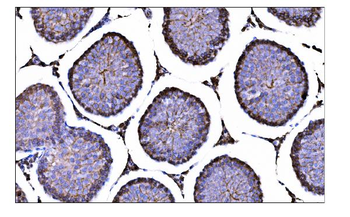 CD147/Bsg Rabbit Polyclonal Antibody