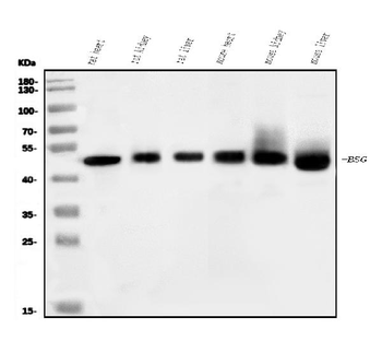 CD147/Bsg Rabbit Polyclonal Antibody