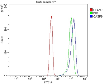 Caspase-9/CASP9 Rabbit Polyclonal Antibody
