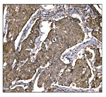 Caspase-9/CASP9 Rabbit Polyclonal Antibody