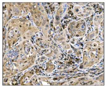 Caspase-9/CASP9 Rabbit Polyclonal Antibody
