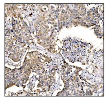 Caspase-9/CASP9 Rabbit Polyclonal Antibody