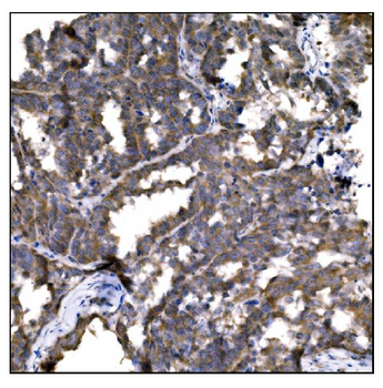 Caspase-9/CASP9 Rabbit Polyclonal Antibody
