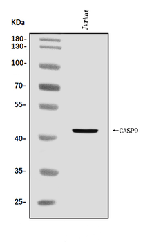 Caspase-9/CASP9 Rabbit Polyclonal Antibody