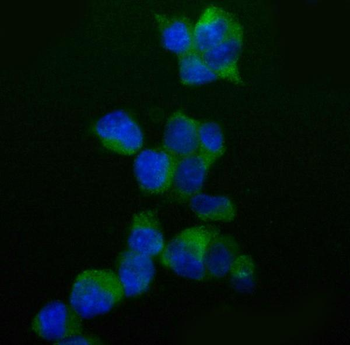 Caspase-9/Casp9 Rabbit Polyclonal Antibody