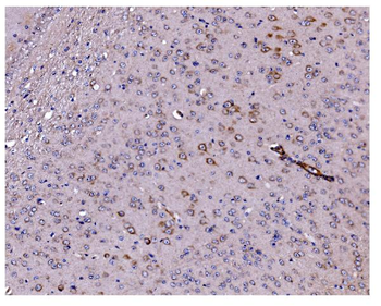 Caspase-9/Casp9 Rabbit Polyclonal Antibody