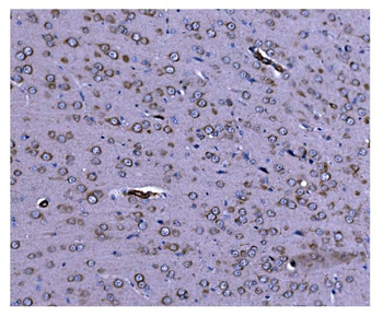 Caspase-9/Casp9 Rabbit Polyclonal Antibody