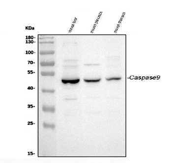 Caspase-9/Casp9 Rabbit Polyclonal Antibody