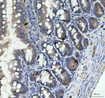 Chromogranin A/Chga Rabbit Polyclonal Antibody