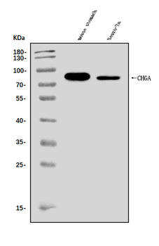 Chromogranin A/Chga Rabbit Polyclonal Antibody