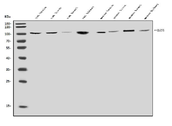 ClC-5/CLCN5 Rabbit Polyclonal Antibody