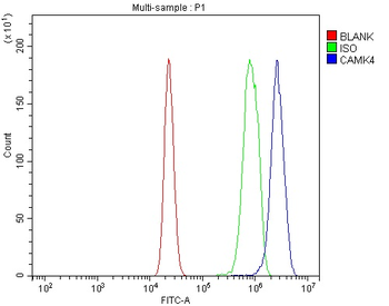 CAMKIV/Camk4 Rabbit Polyclonal Antibody