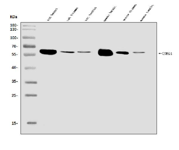 CAMKIV/Camk4 Rabbit Polyclonal Antibody