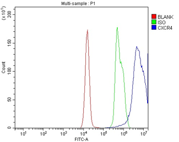 CXCR4 Rabbit Polyclonal Antibody