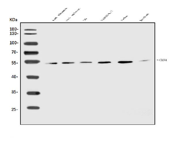 CXCR4 Rabbit Polyclonal Antibody