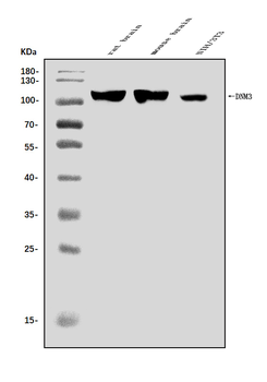 Dynamin 3/DNM3 Rabbit Polyclonal Antibody