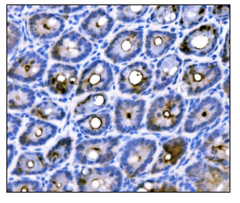 Duox2 Rabbit Polyclonal Antibody