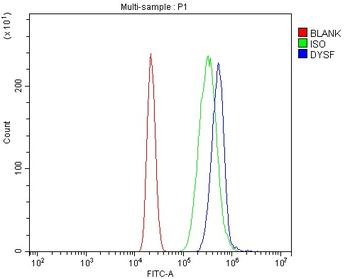 Dysferlin/DYSF Rabbit Polyclonal Antibody