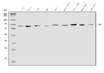 EHD1 Rabbit Polyclonal Antibody