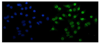 EHMT2/G9A Rabbit Polyclonal Antibody