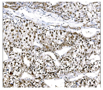 EHMT2/G9A Rabbit Polyclonal Antibody