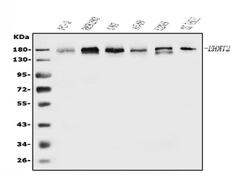 EHMT2/G9A Rabbit Polyclonal Antibody