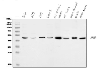 ENO3 Rabbit Polyclonal Antibody