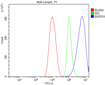 CD39/ENTPD1 Rabbit Polyclonal Antibody