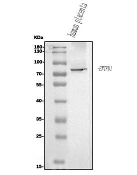 CD39/ENTPD1 Rabbit Polyclonal Antibody