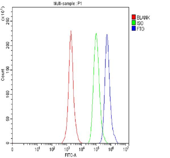 FTO Rabbit Polyclonal Antibody