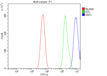 KAT1/HAT1 Rabbit Polyclonal Antibody