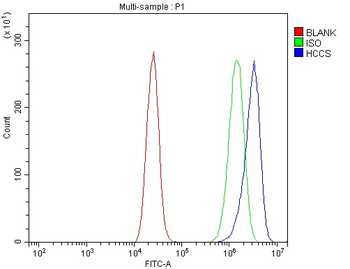 HCCS Rabbit Polyclonal Antibody