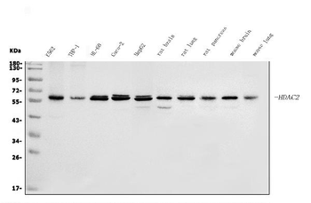 HDAC2 Rabbit Polyclonal Antibody