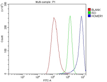 HOMER1 Rabbit Polyclonal Antibody
