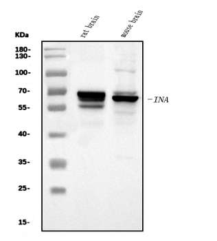 alpha Internexin/INA Rabbit Polyclonal Antibody