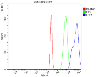 LEF1 Rabbit Polyclonal Antibody