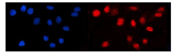 LEF1 Rabbit Polyclonal Antibody