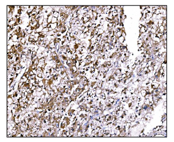 LILRB1 Rabbit Polyclonal Antibody
