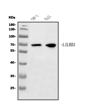 LILRB1 Rabbit Polyclonal Antibody