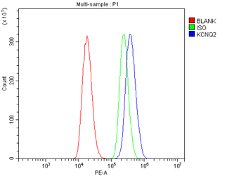 KCNQ2 Rabbit Polyclonal Antibody