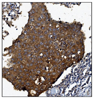 KCNQ2 Rabbit Polyclonal Antibody