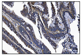 KCNQ2 Rabbit Polyclonal Antibody