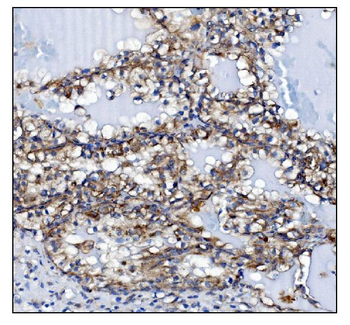 KCNQ2 Rabbit Polyclonal Antibody