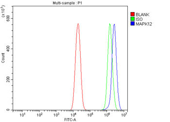 p38 gamma/MAPK12 Rabbit Polyclonal Antibody
