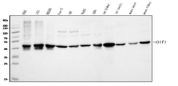 ornithine aminotransferase/OAT Rabbit Polyclonal Antibody