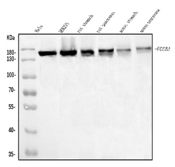 SCC112/PDS5A Rabbit Polyclonal Antibody